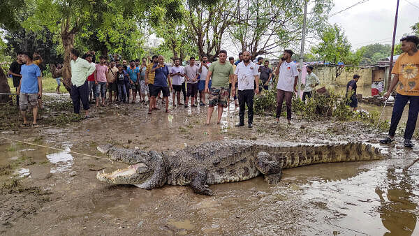 <div class="paragraphs"><p>A crocodile being rescued from a residential locality after flood water recede, in Vadodara, Gujarat.</p></div>