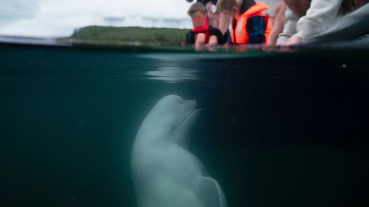 <div class="paragraphs"><p>Hvaldimir, the&nbsp;beluga whale that was suspected of spying for Russia</p></div>