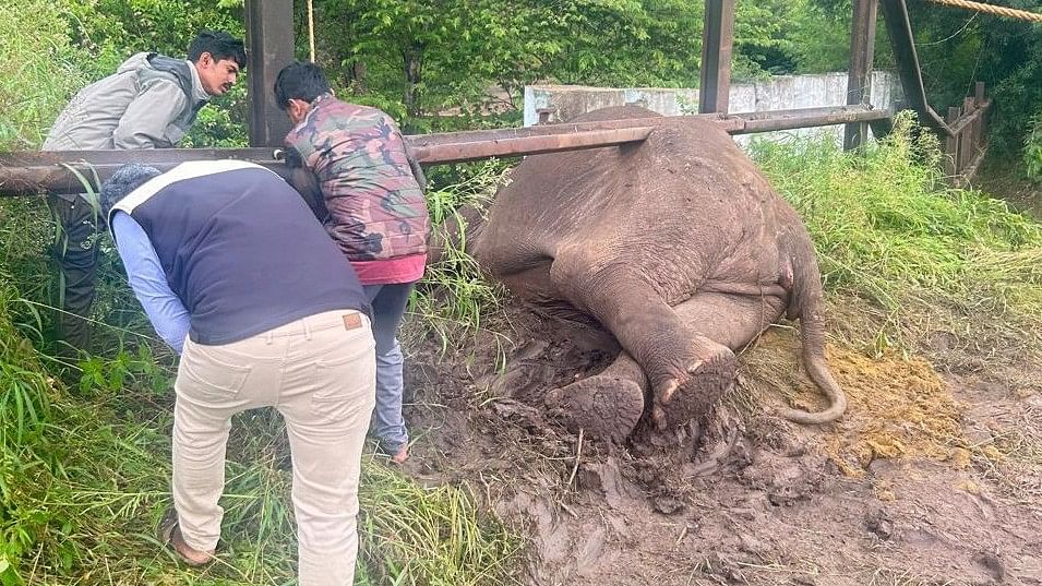 <div class="paragraphs"><p>The Forest Department personnel  rescued the wild jumbo that got stuck in railway barricade, at Maddur range, Bandipur Tiger Reserve, in Chamarajanagar district. </p></div>