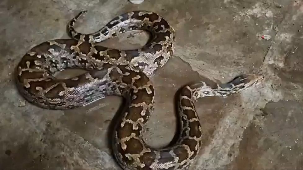 <div class="paragraphs"><p>The&nbsp;huge Burmese python was discovered in Hyderabad's Hassan Nagar area on August 31.</p></div>