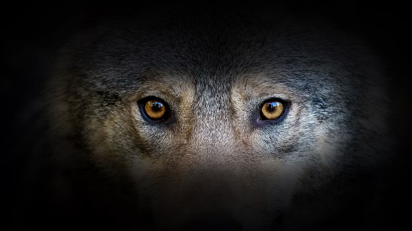 <div class="paragraphs"><p>Representative image shows a wolf's eyes.</p></div>