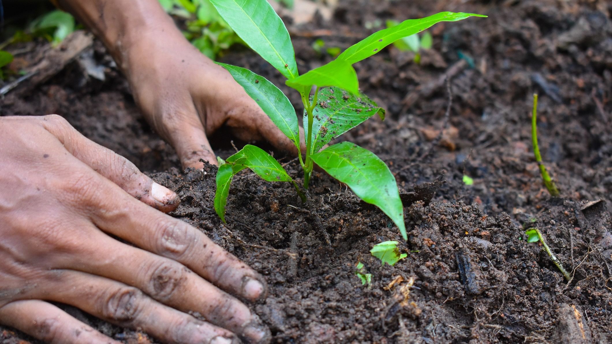 <div class="paragraphs"><p>Representative image showing plantation of trees.</p></div>