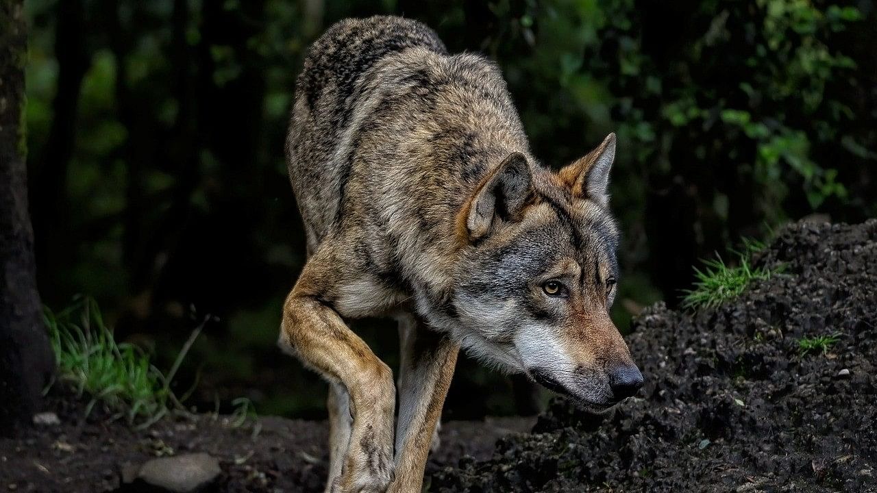 <div class="paragraphs"><p>Representative image of wolf.</p></div>