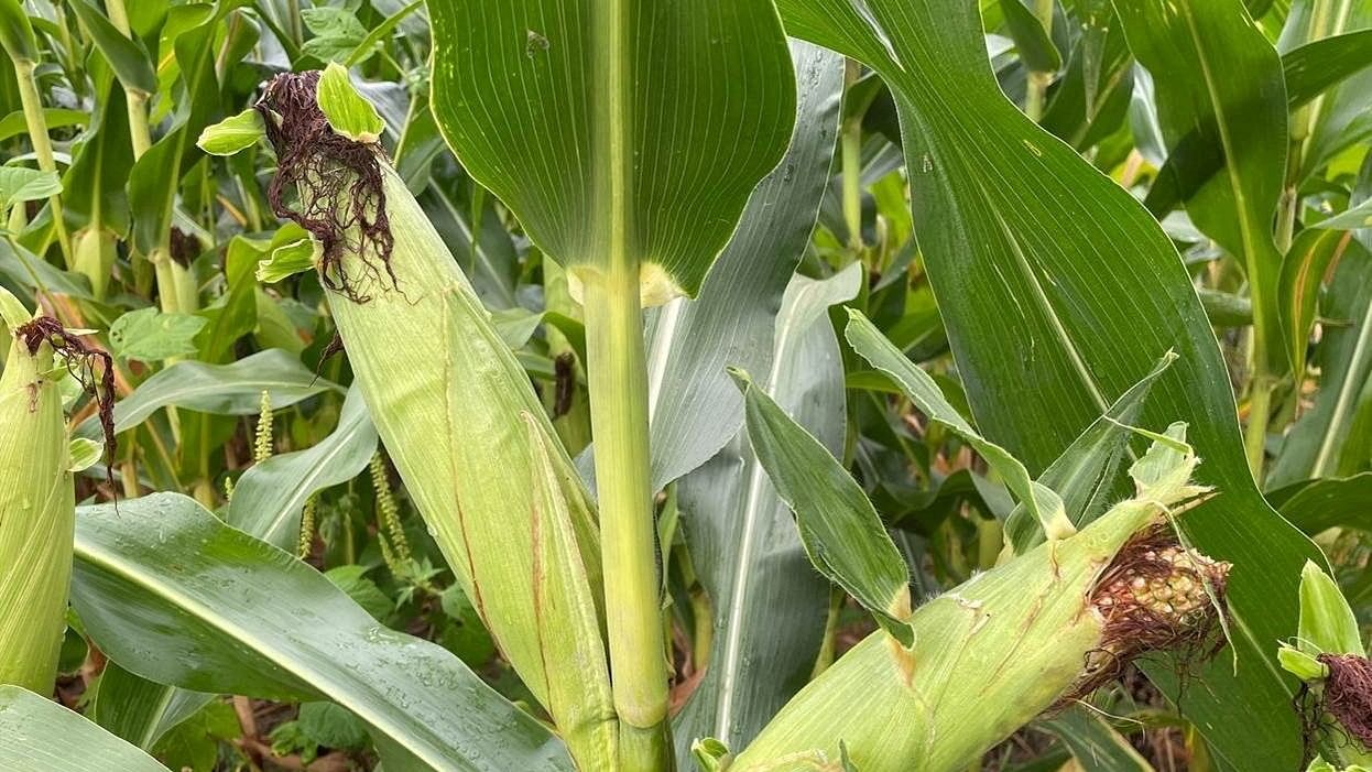 <div class="paragraphs"><p>FILE PHOTO: Corn is pictured in a field in Crawford County, Ohio, U.S.</p></div>