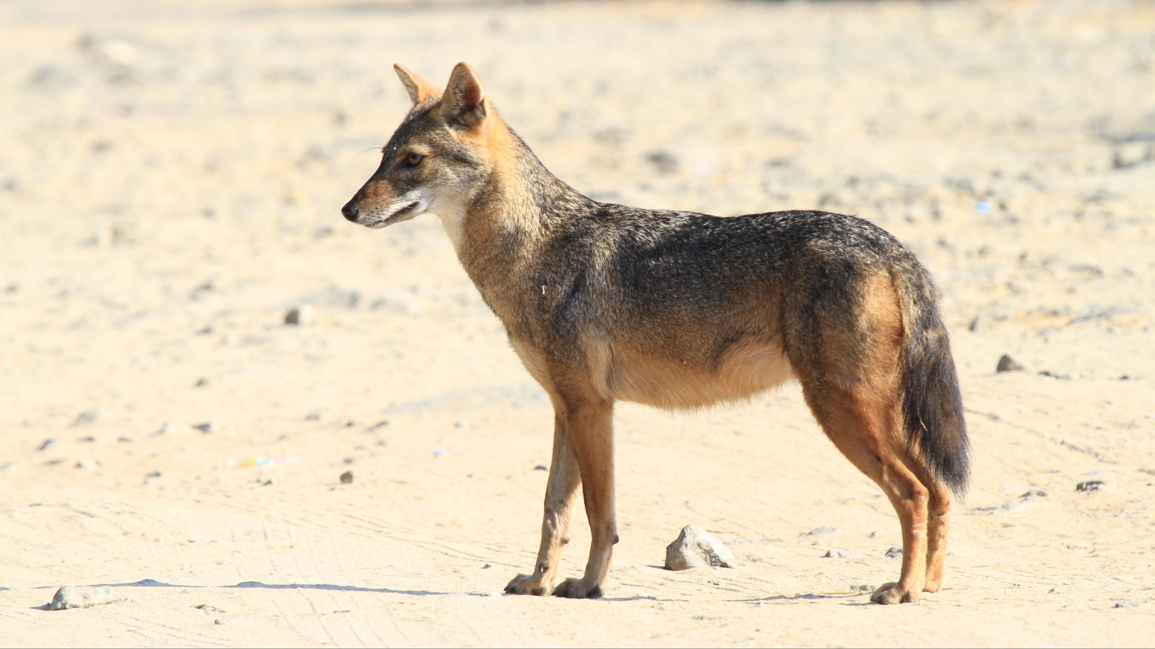 <div class="paragraphs"><p>Representational picture of&nbsp;jackal</p></div>