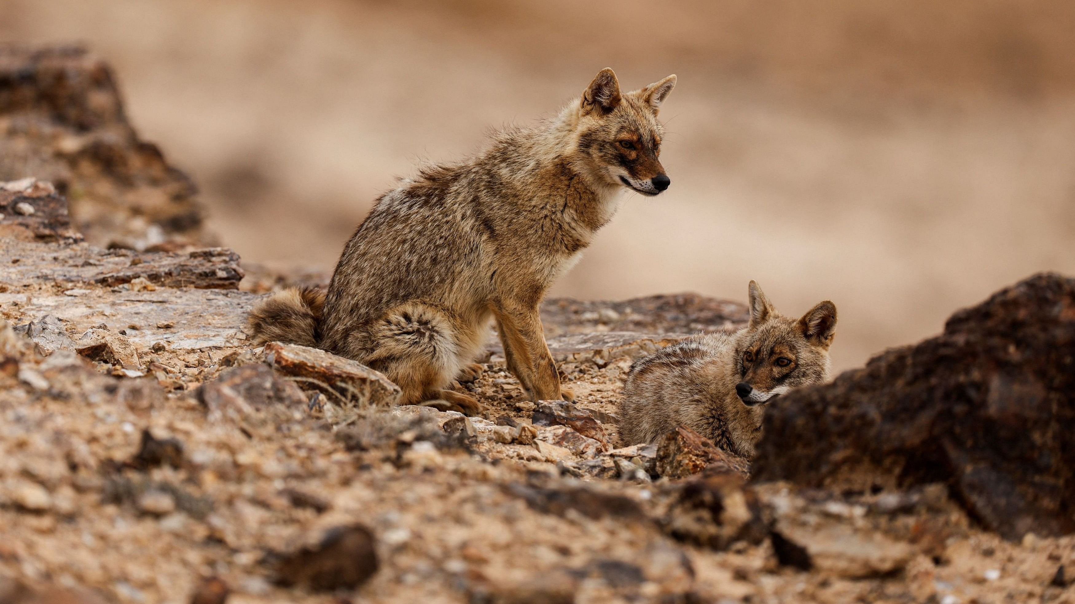 <div class="paragraphs"><p>Jackals. Representative image.</p></div>