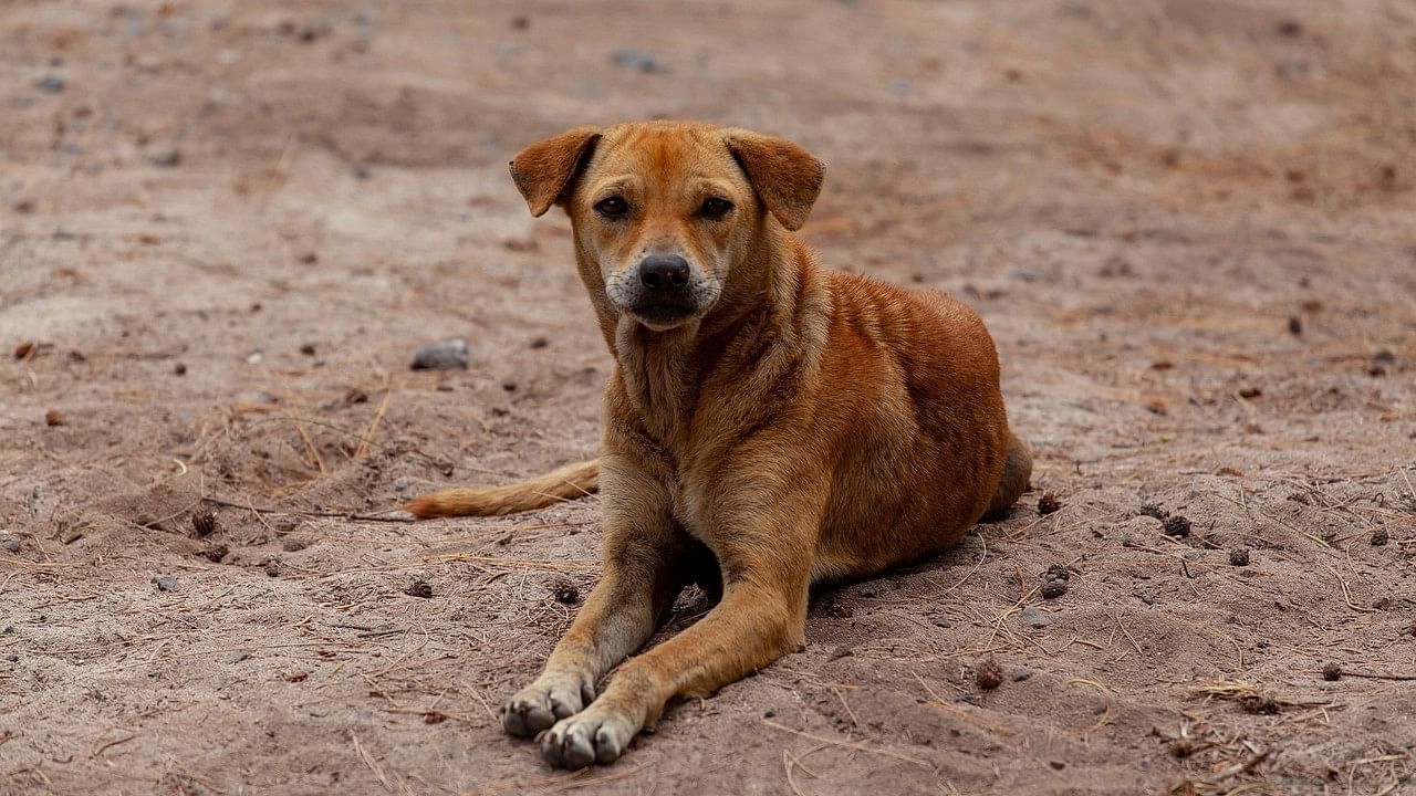 <div class="paragraphs"><p> Representative image showing&nbsp;a stray dog.</p></div>