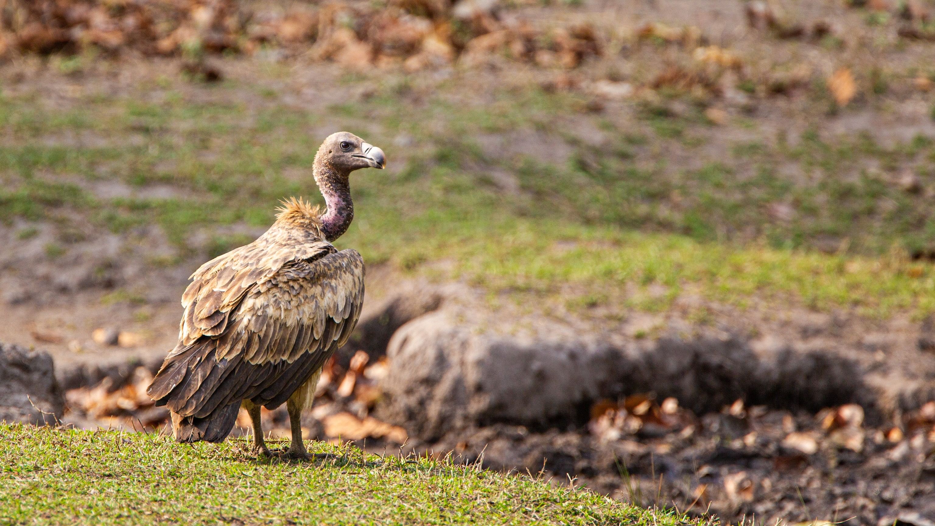 <div class="paragraphs"><p>File image of a long-billed vulture</p></div>