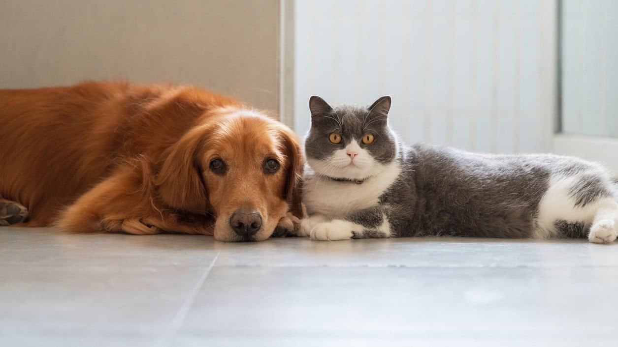 <div class="paragraphs"><p>Representative image of a pet dog and cat.</p></div>