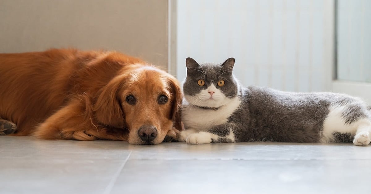 Researchers find no improvements in mental health of pet owners, say benefits overstated Researchers find no improvements in mental health of pet owners, say benefits overstated