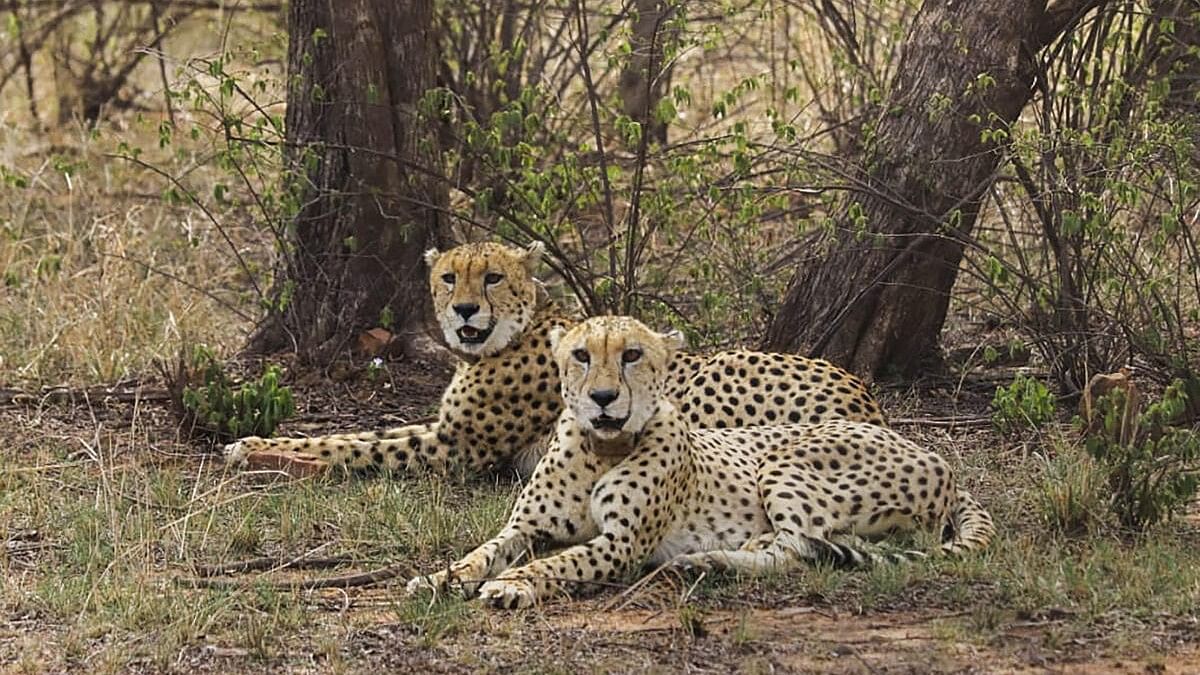 <div class="paragraphs"><p>File image of cheetahs at Kuno National Park (KNP) in Madhya Pradesh's Sheopur.&nbsp;</p></div>