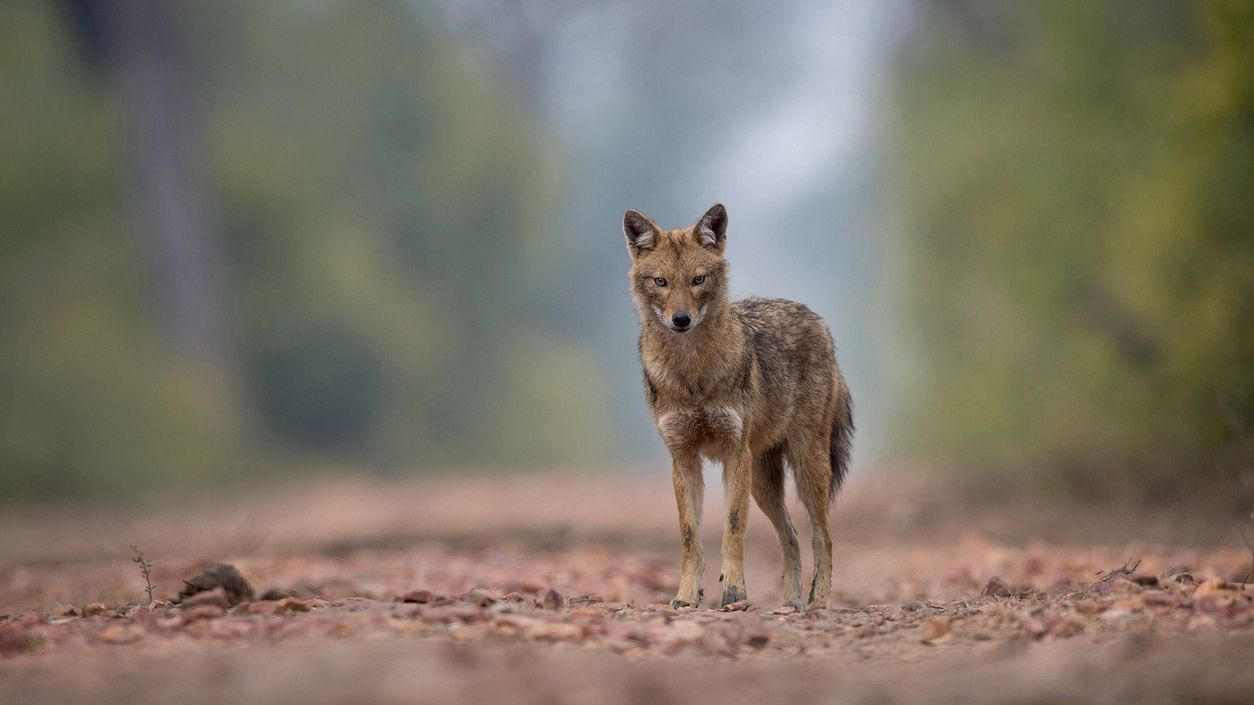 <div class="paragraphs"><p>Representative image of a jackal</p></div>