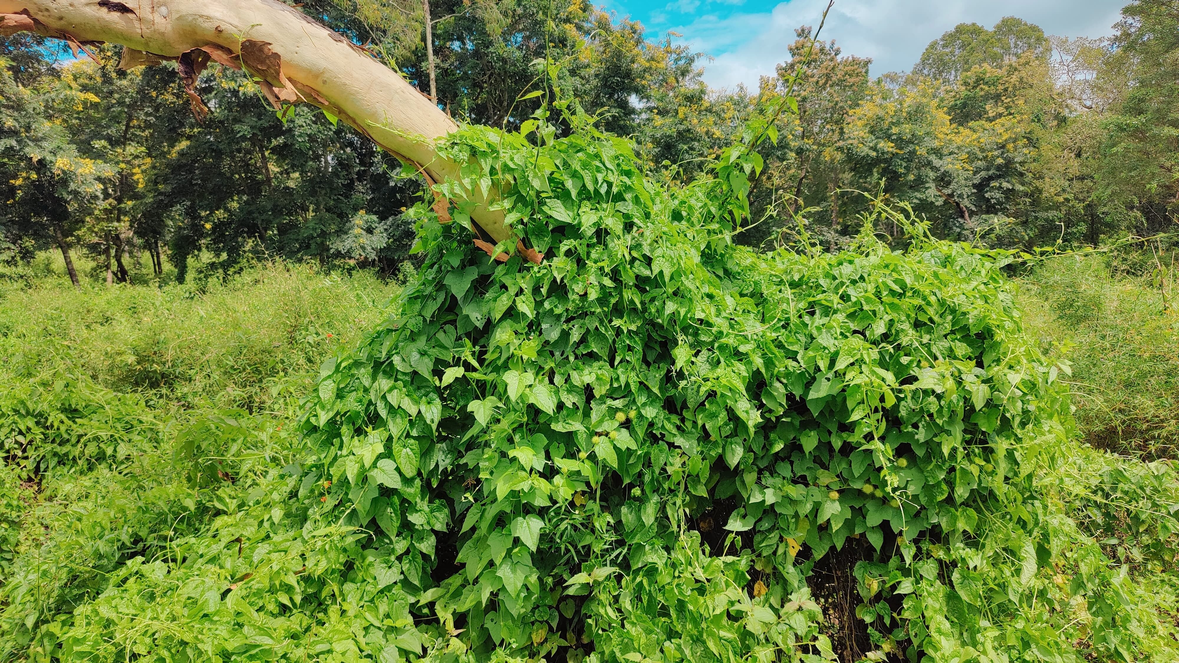 <div class="paragraphs"><p>The weed, mikania micrantha, is spreading quite fast in the Bhadra Tiger Reserve. </p></div>