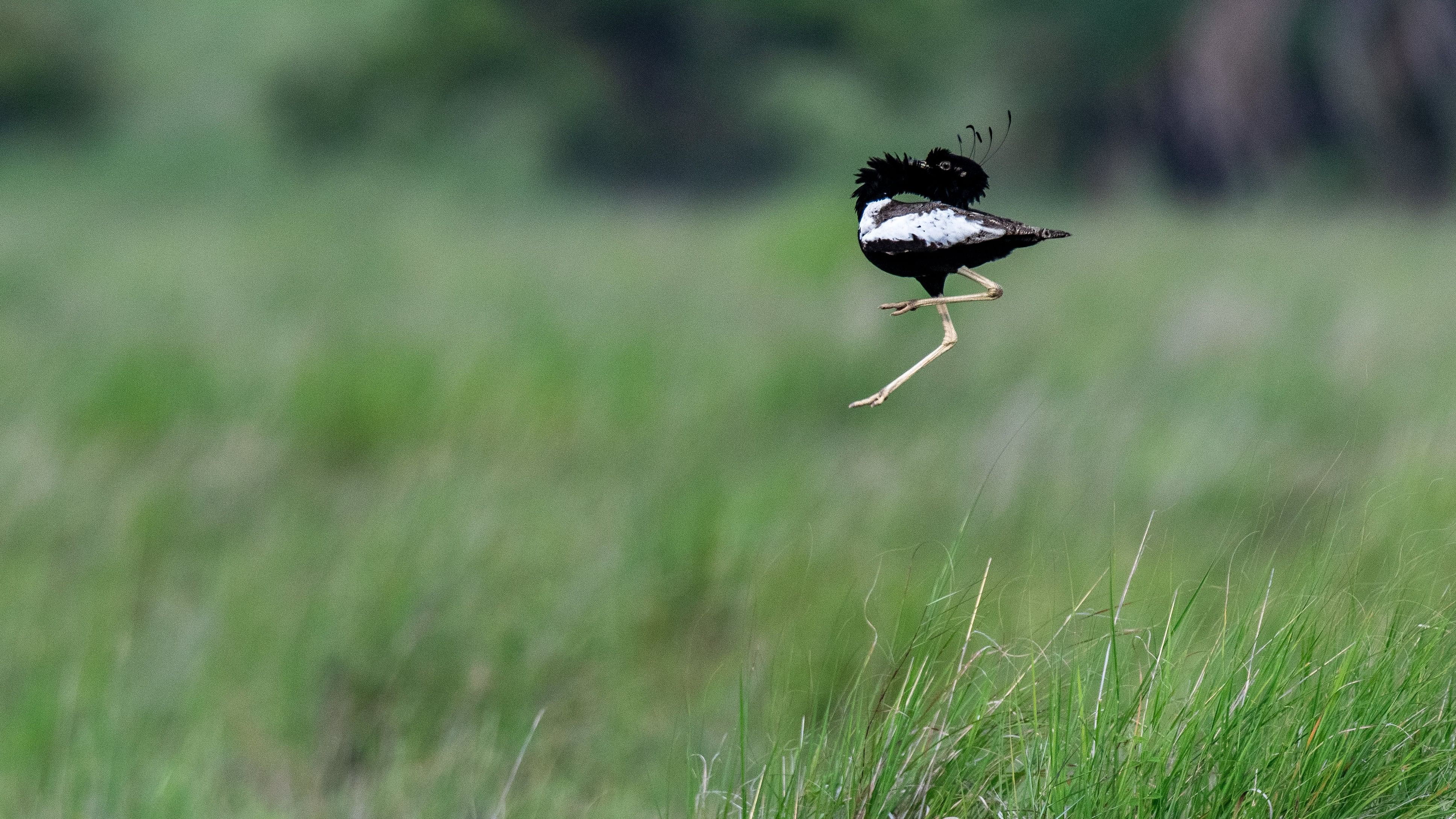 <div class="paragraphs"><p>The breeding display of the male lesser florican. </p></div>