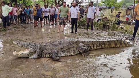 <div class="paragraphs"><p>Representative image showing a crocodile.</p></div>