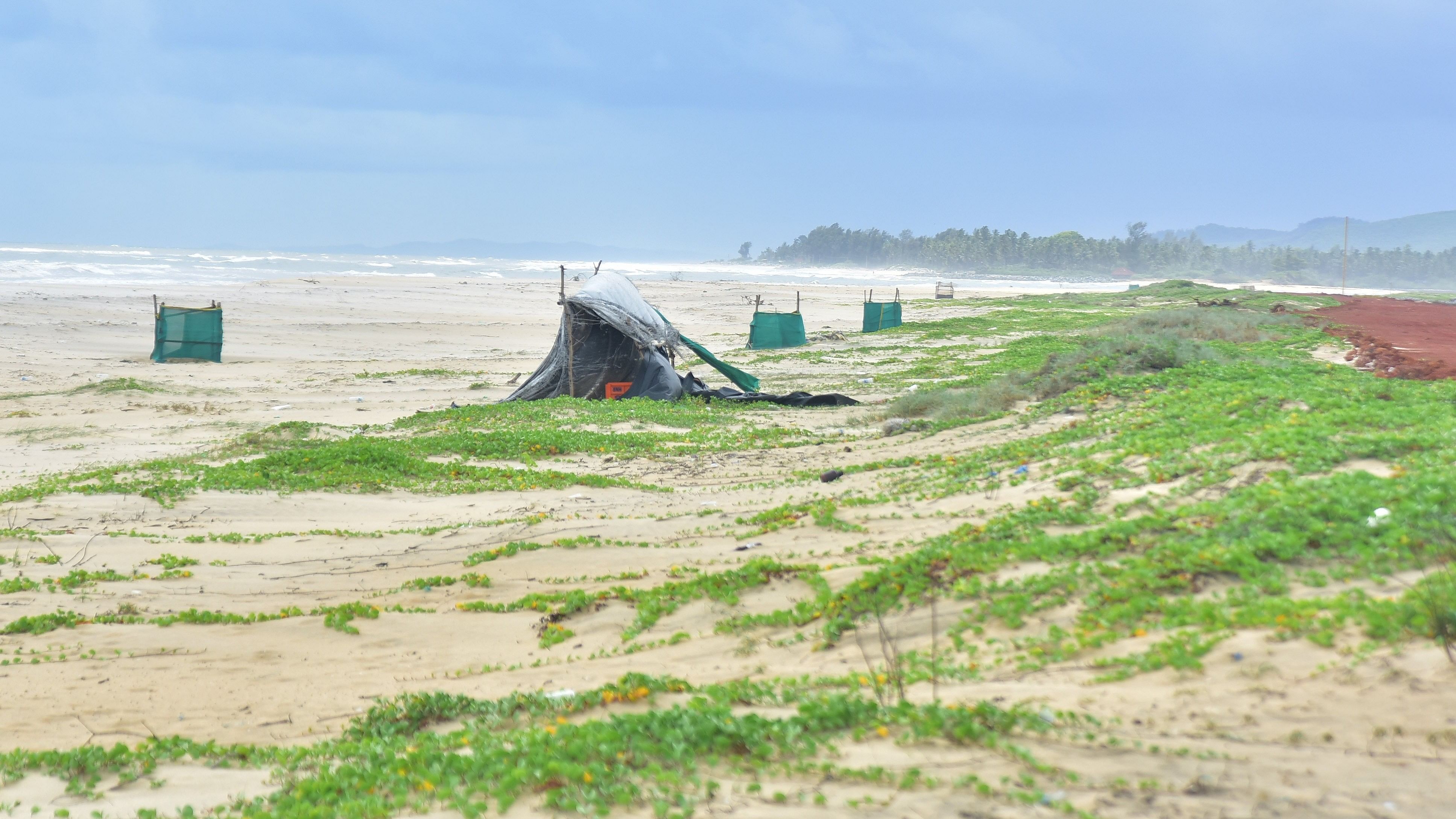 <div class="paragraphs"><p>The egg-laying sites of Olive Ridley turtles are under conservation in Kasarkod Tonka of Honnavar taluk.&nbsp;</p></div>