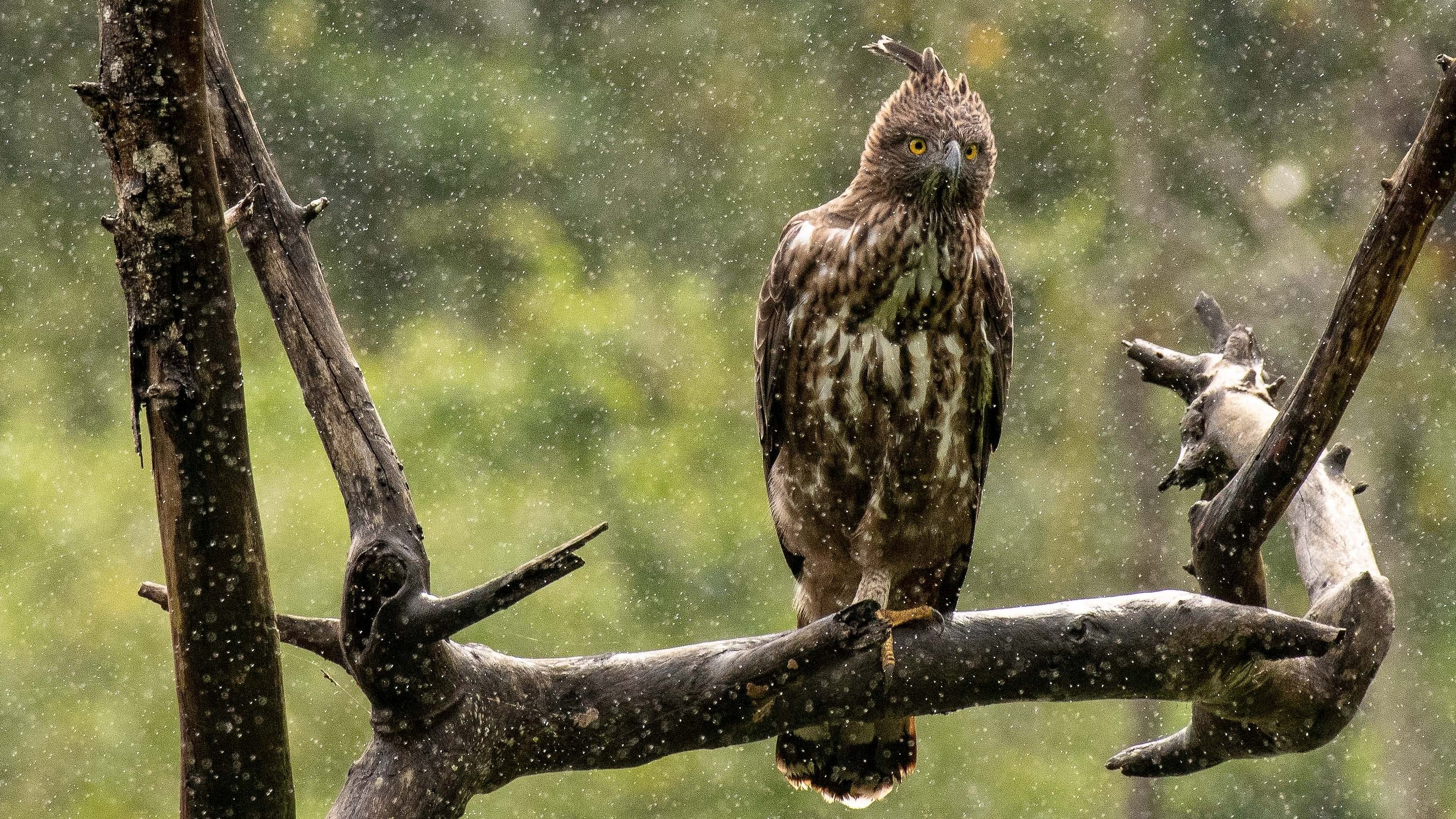 <div class="paragraphs"><p>A crested hawk-eagle. </p></div>