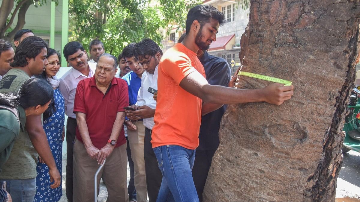 <div class="paragraphs"><p>The Karnataka Preservation of Trees Act, 1976, mandates the BBMP to conduct a tree census. </p></div>