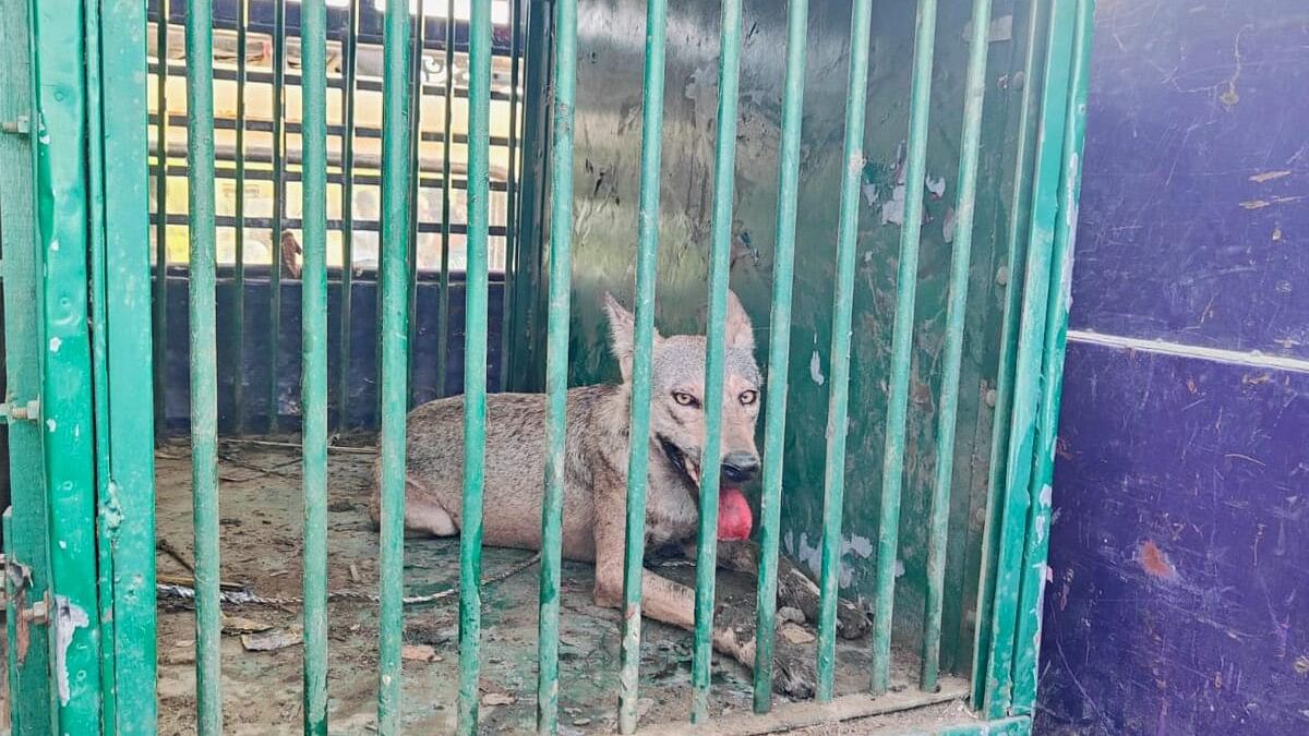 <div class="paragraphs"><p>File photo of a wolf, part of a pack which has allegedly killed several people, after being captured in UP.&nbsp;</p></div>