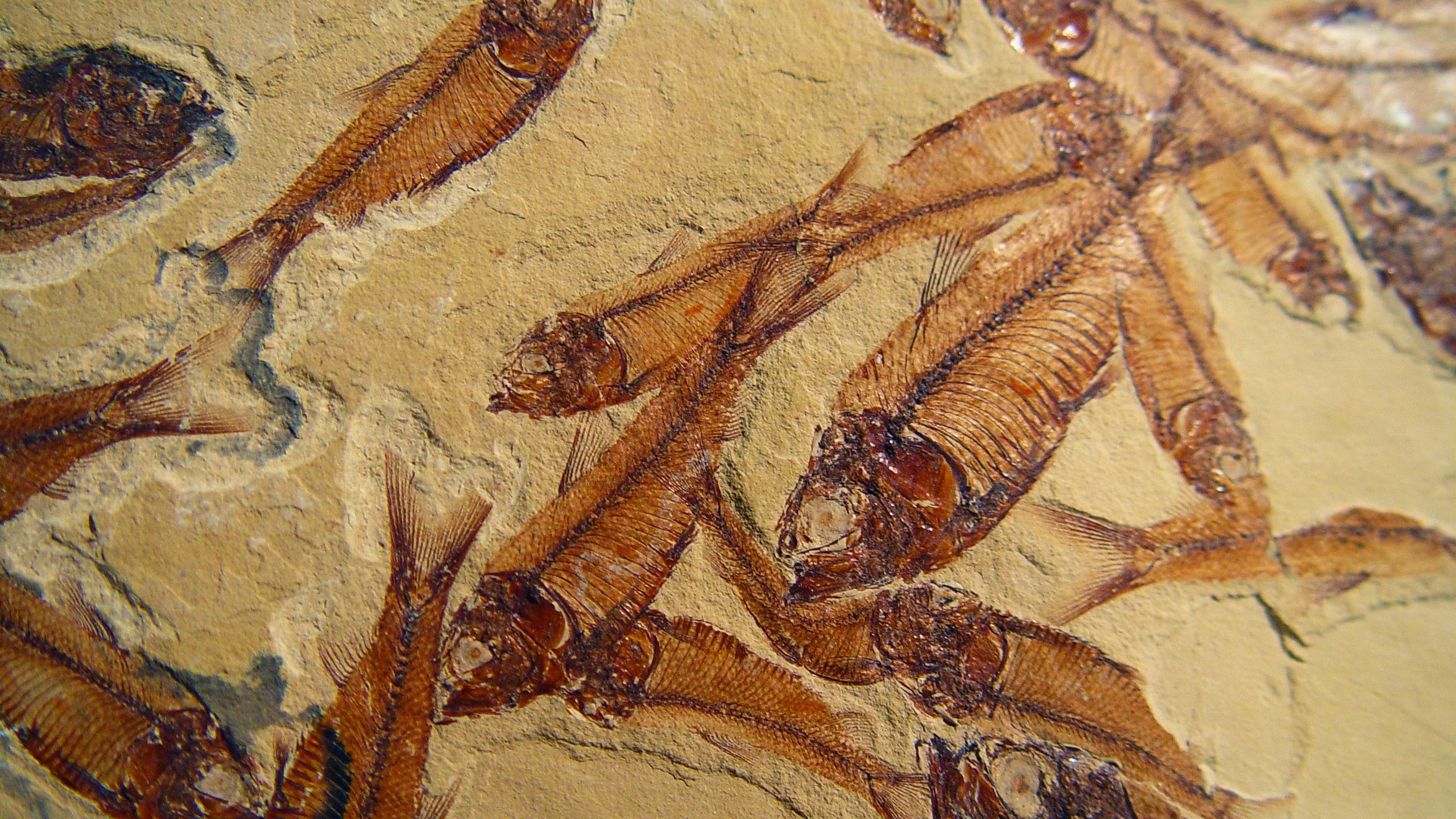 <div class="paragraphs"><p>Representative image showing fish fossil.</p></div>