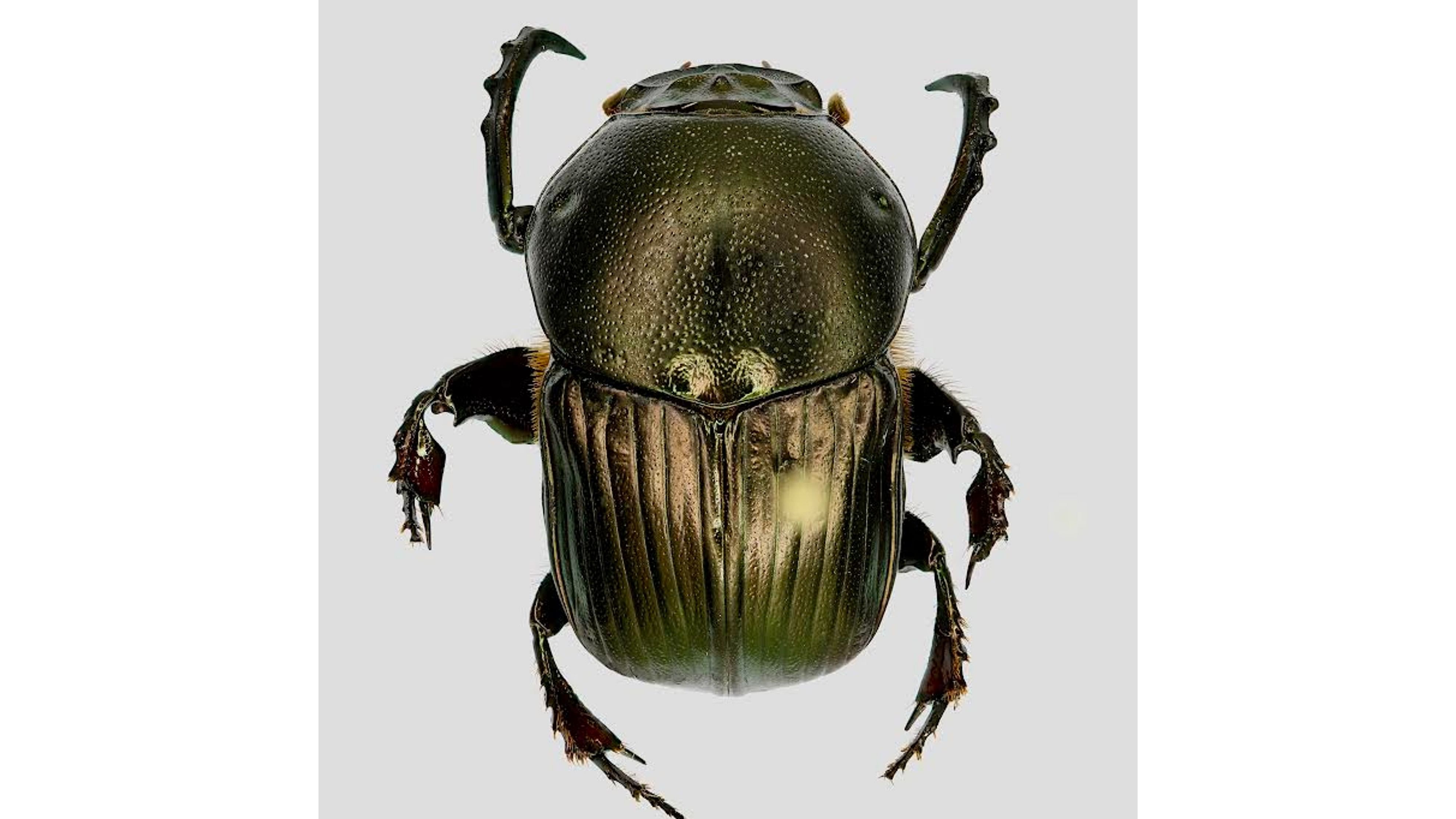 <div class="paragraphs"><p>Onitis visthara,&nbsp;a new species of dung beetle discovered in the Hesaraghatta grasslands in northwest Bengaluru.</p></div>