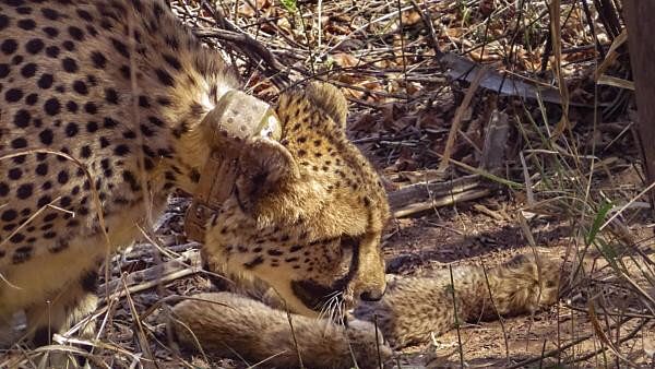 <div class="paragraphs"><p>Female cheetah Gamini with its newly born cubs at Kuno National Park in Sheopur, Madhya Pradesh.</p></div>