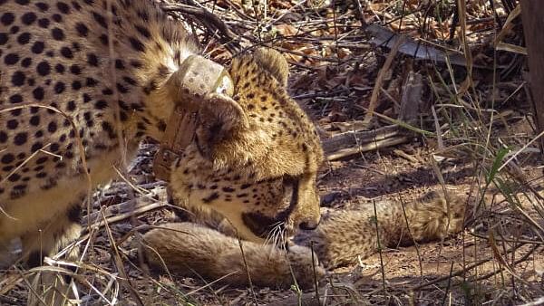 <div class="paragraphs"><p>Female cheetah Gamini with its newly born cubs at Kuno National Park in Sheopur, Madhya Pradesh.</p></div>