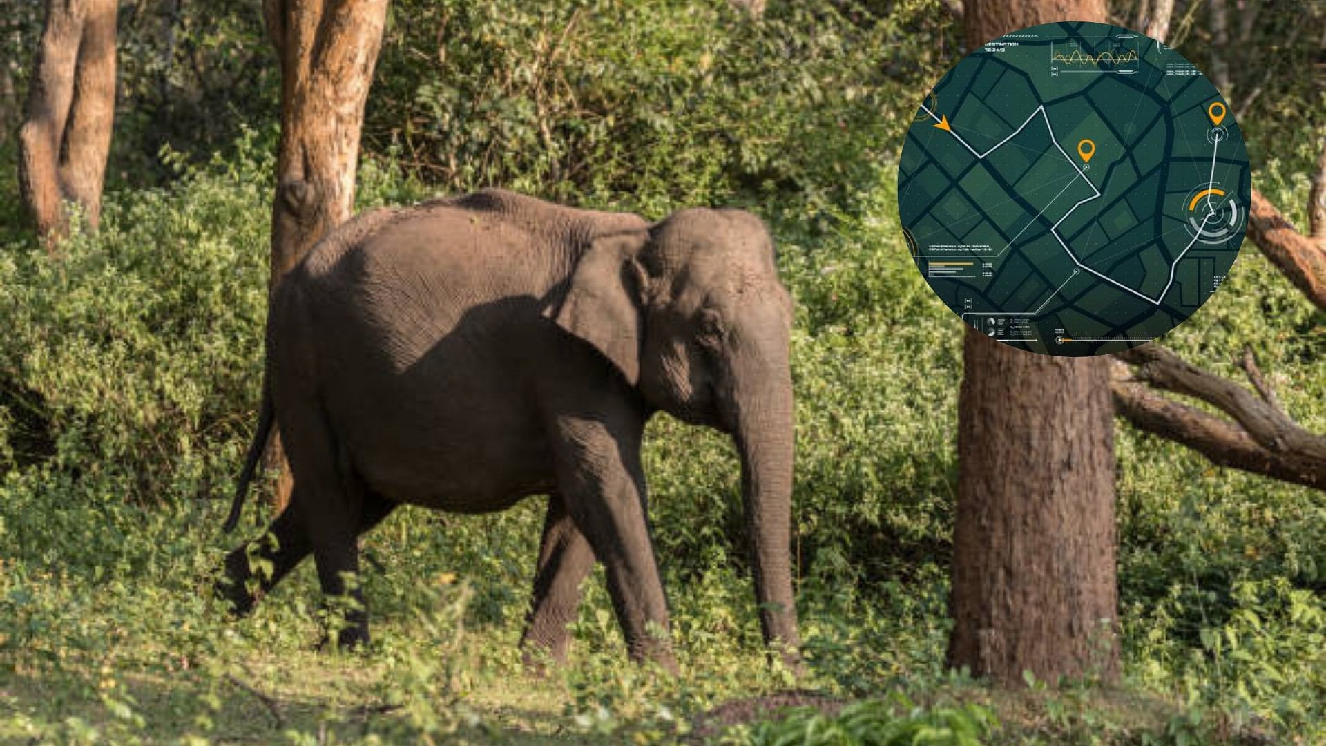 <div class="paragraphs"><p>Image showing an elephant in a forest; Illustration of a tracking app (inset). (For representational purpose)</p></div>