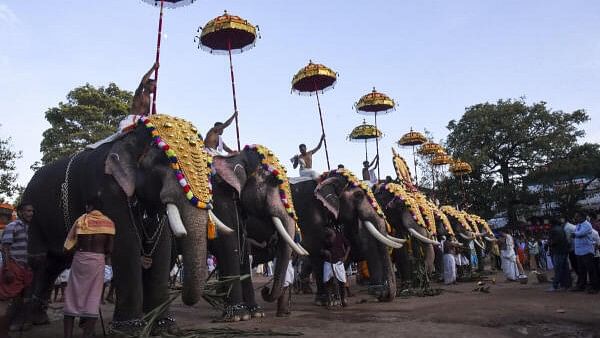 <div class="paragraphs"><p>Caparisoned elephants participate in the 'pooram' festival as part of the Onam celebration, at Thrikkakara Mahadeva Temple in Kochi.</p></div>