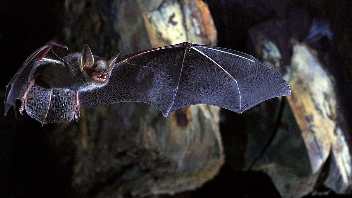 <div class="paragraphs"><p>Representative image of a bat.</p></div>