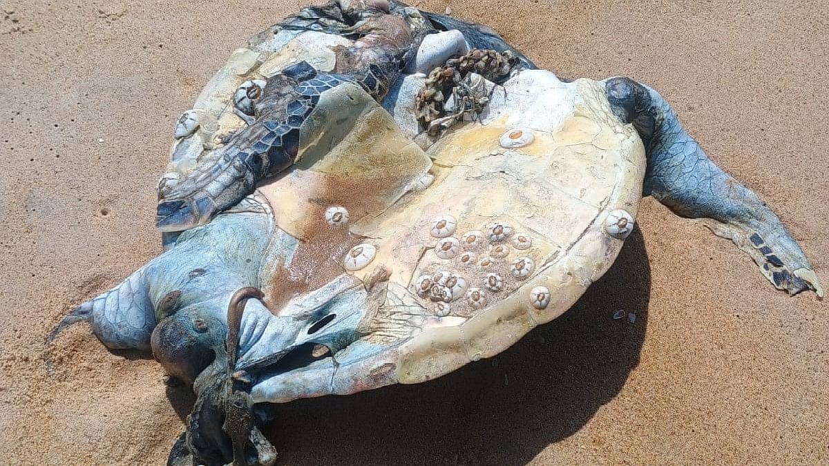 <div class="paragraphs"><p>Carcass the turtle that was washed to the shores of Honnavar recently.  </p></div>