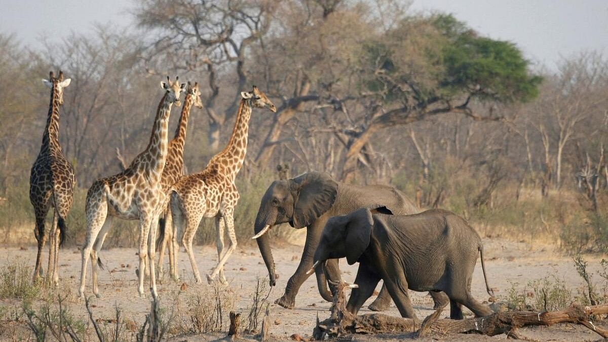 <div class="paragraphs"><p>A group of elephants and giraffes walk near a watering hole inside Hwange National Park, in Zimbabwe. (Representative image)</p></div>