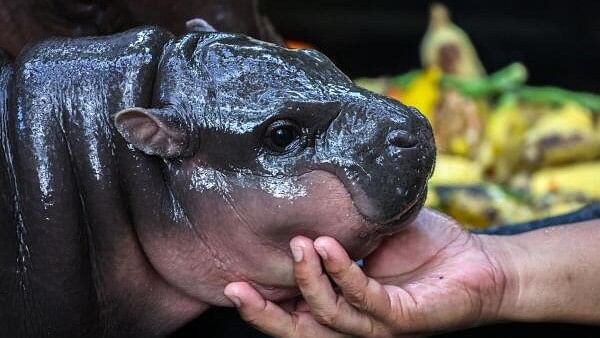 <div class="paragraphs"><p>A two-month-old female pygmy hippo named "Moo Deng", who recently become a viral internet sensation, in Thailand.</p></div>