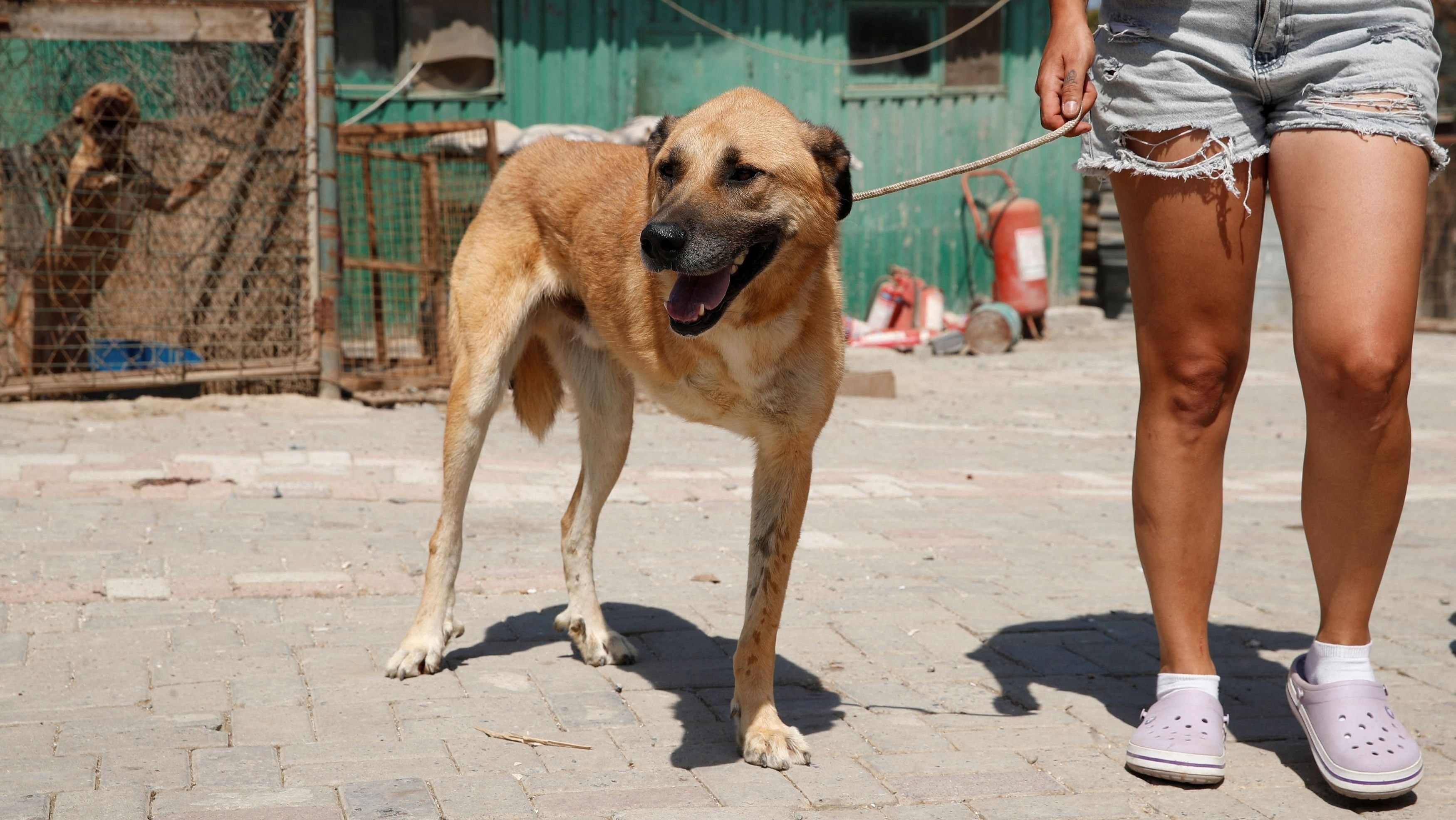 <div class="paragraphs"><p>Stray dog. Representative image</p></div>