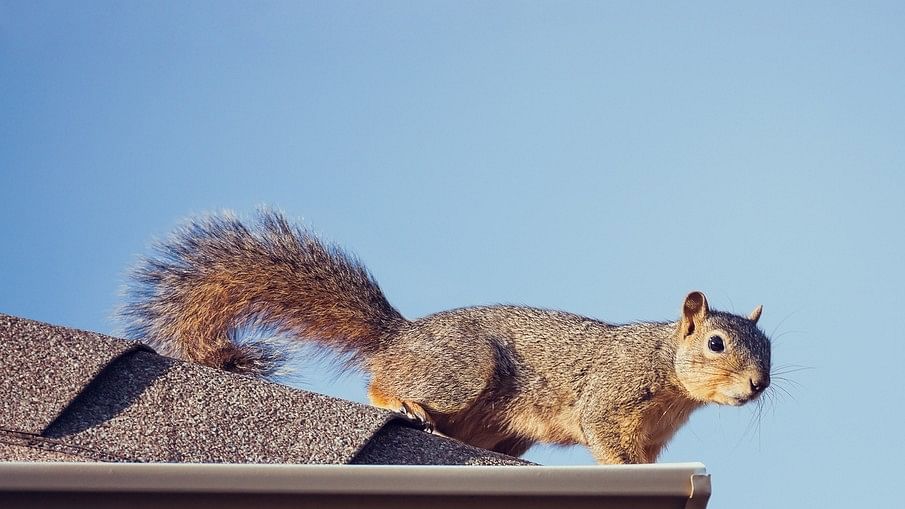 <div class="paragraphs"><p>The rail staff tried to shoo the furry freeriders off when the train reached Redhill, Surrey, but one squirrel refused to disembark. (Representative image)</p></div>