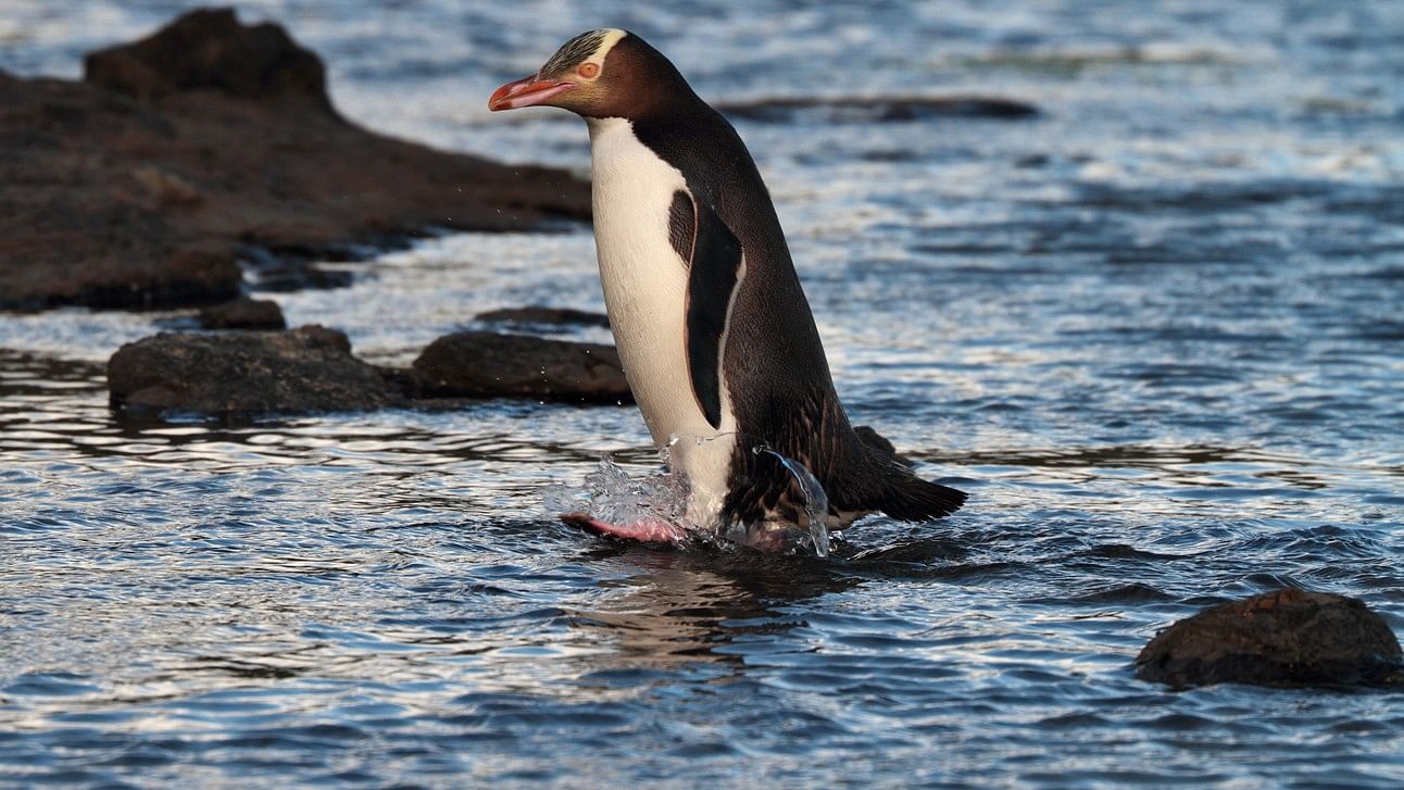 <div class="paragraphs"><p>The yellow-eyed penguin, also known as 'hoiho'.&nbsp;</p></div>