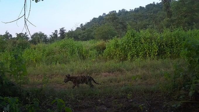 <div class="paragraphs"><p>The first picture of cubs was captured by a camera trap on Tuesday.</p></div>