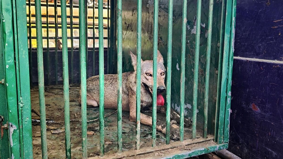 <div class="paragraphs"><p>A&nbsp;wolf, part of a pack which has allegedly killed several people, after being captured by forest department personnel, in Bahraich district, Tuesday, Sept 10, 2024.</p></div>