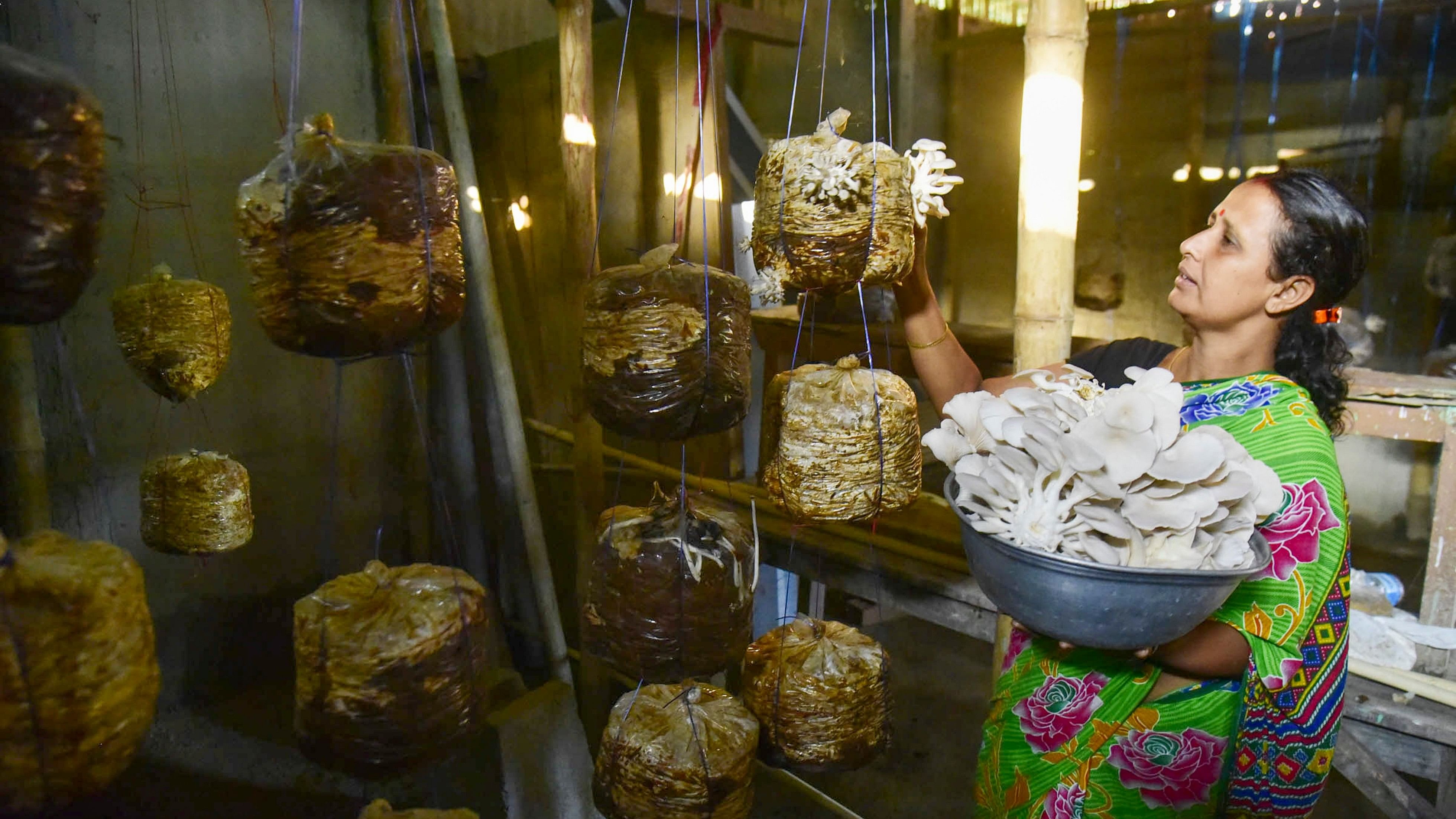 <div class="paragraphs"><p>A woman plucks mushrooms </p></div>