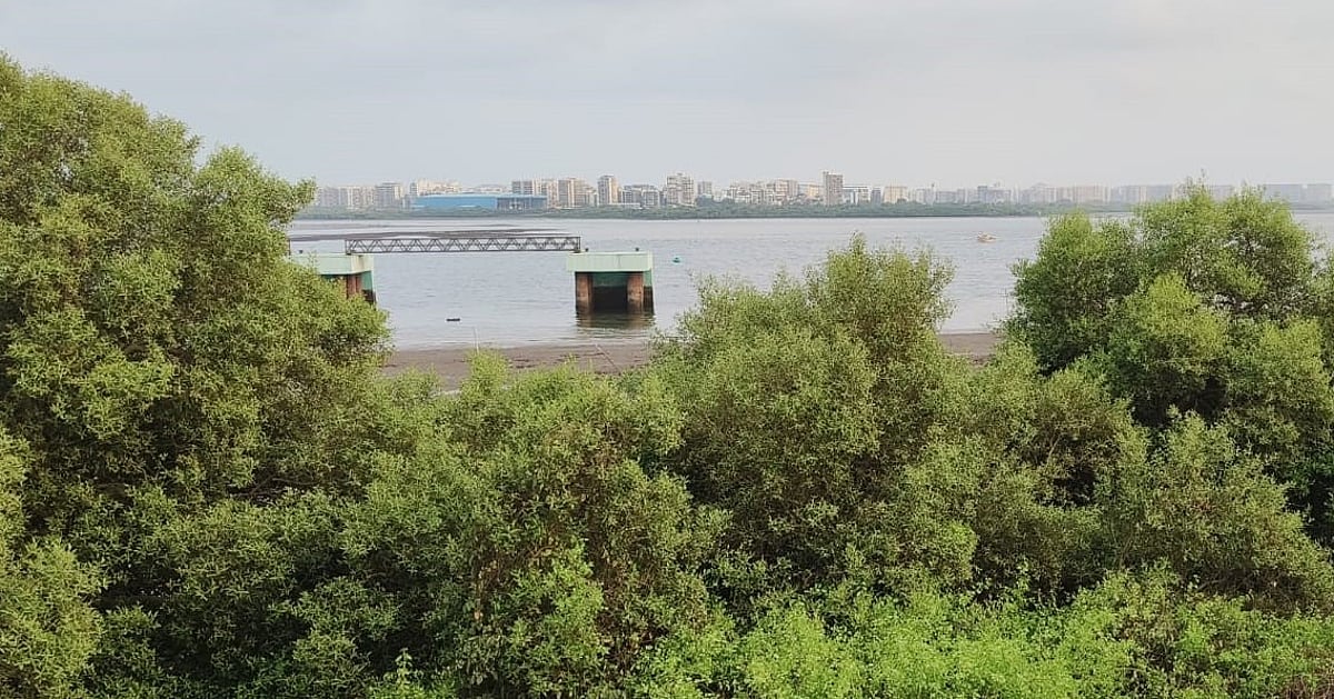 High-tech CCTV network worth Rs 120 crore to be installed for surveillance of Mumbai region mangroves High-tech CCTV network worth Rs 120 crore to be installed for surveillance of Mumbai region mangroves