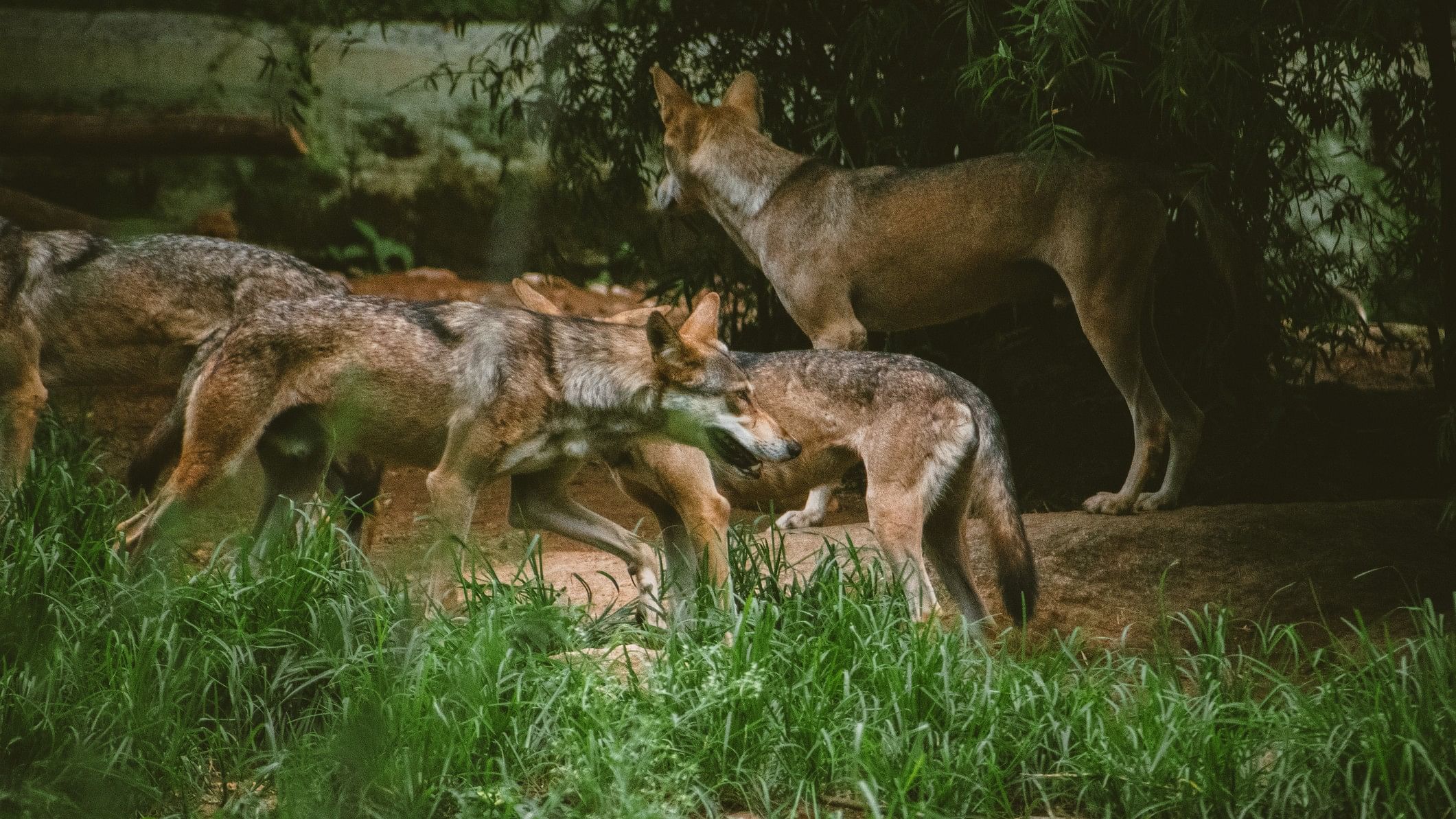 <div class="paragraphs"><p>Representative image showing a wolf pack in India</p></div>