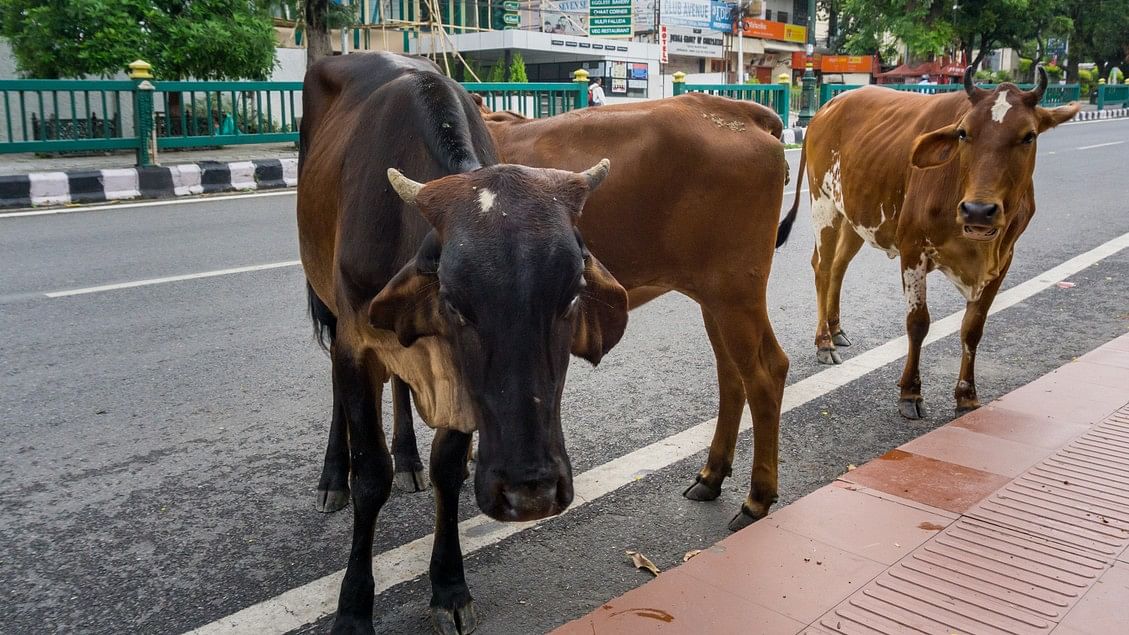 <div class="paragraphs"><p>Representative image showing cows on street.</p></div>