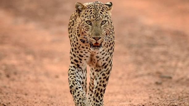 <div class="paragraphs"><p>A leopard. (Image for representation)</p></div>