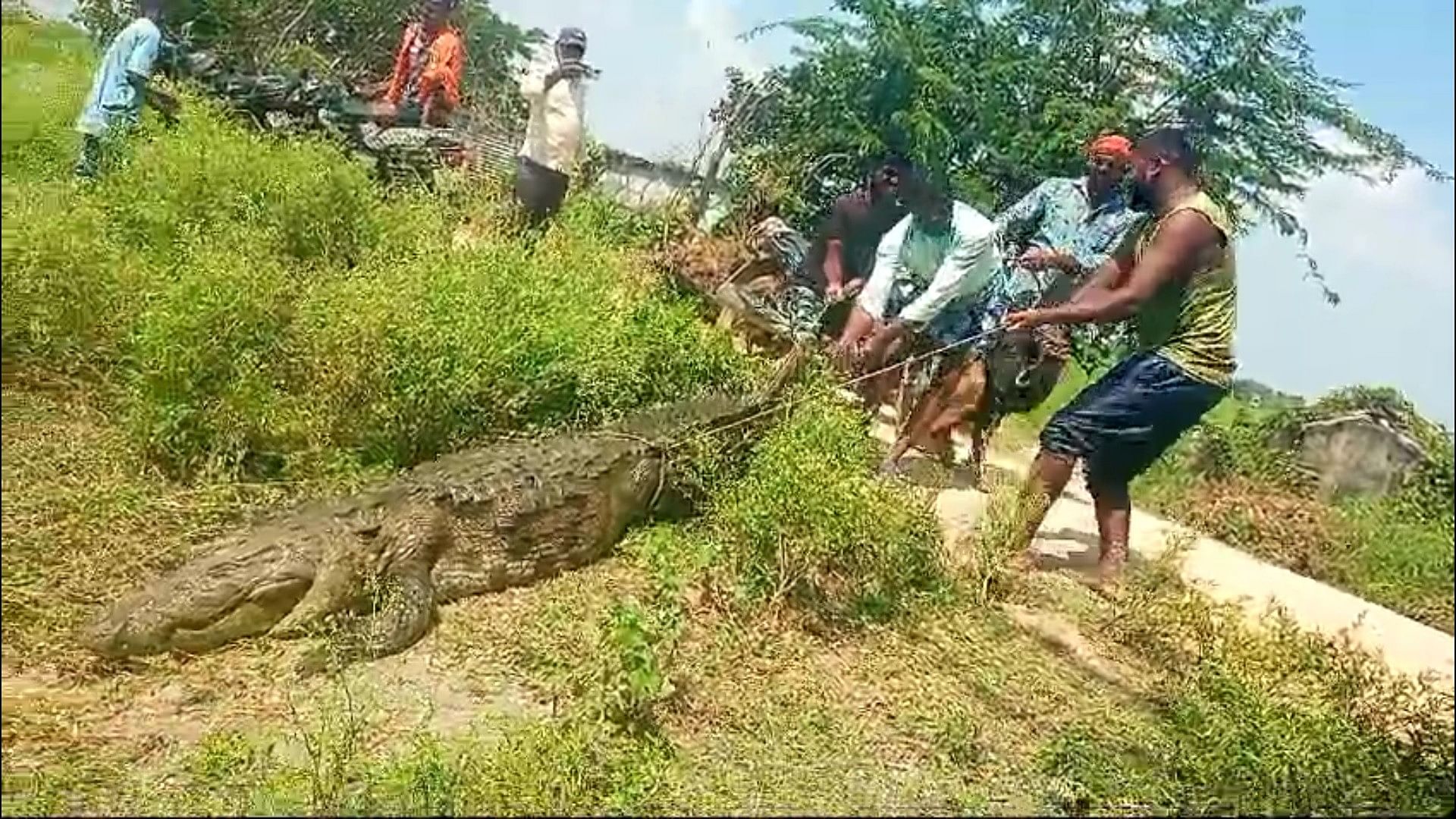 Villagers capture a large crocodile which entered the lake at D Rampur in Raichur taluk on Thursday.