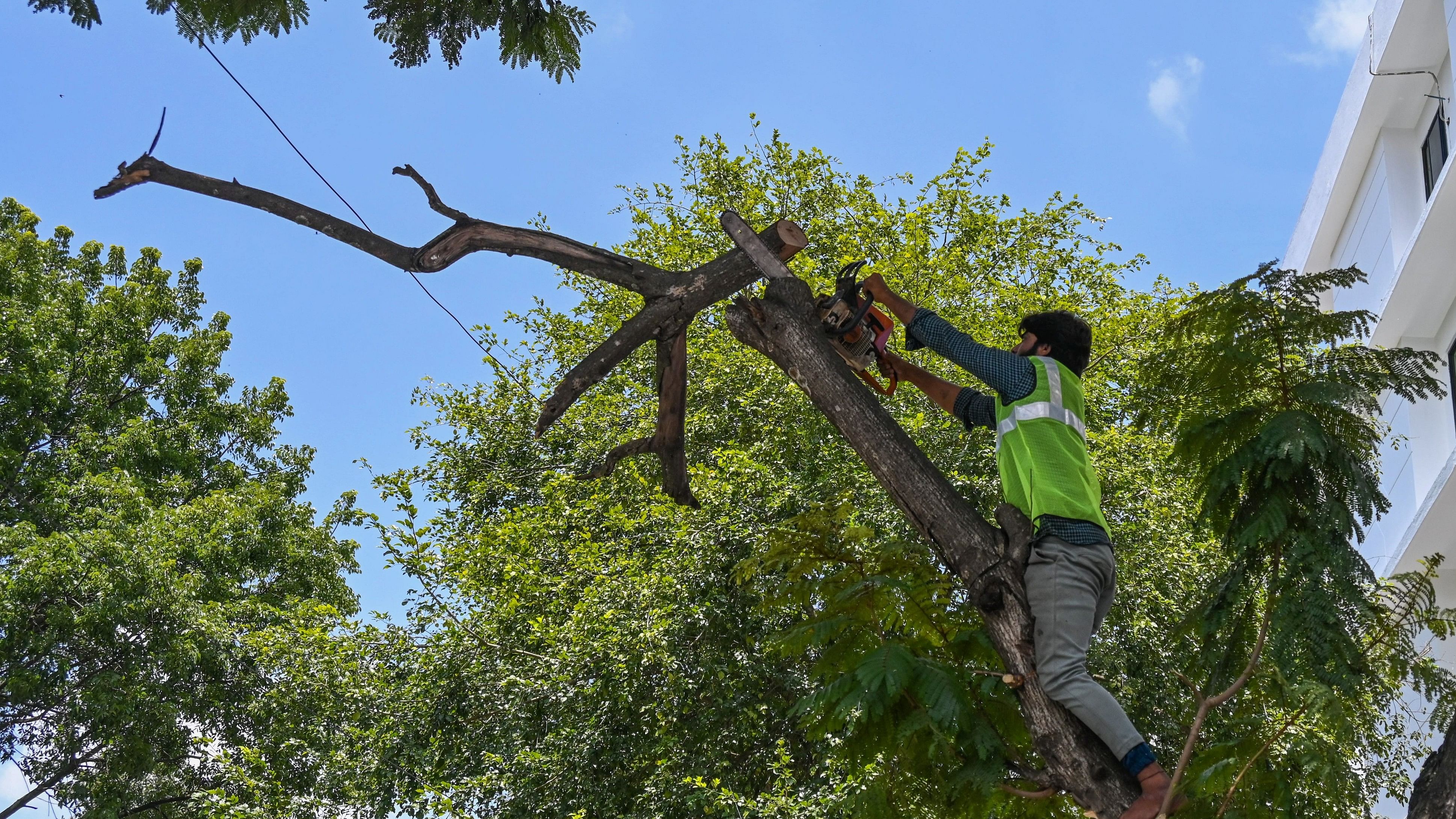 <div class="paragraphs"><p>A worker cuts a dry branch close to a power line in Jayanagar. </p></div>