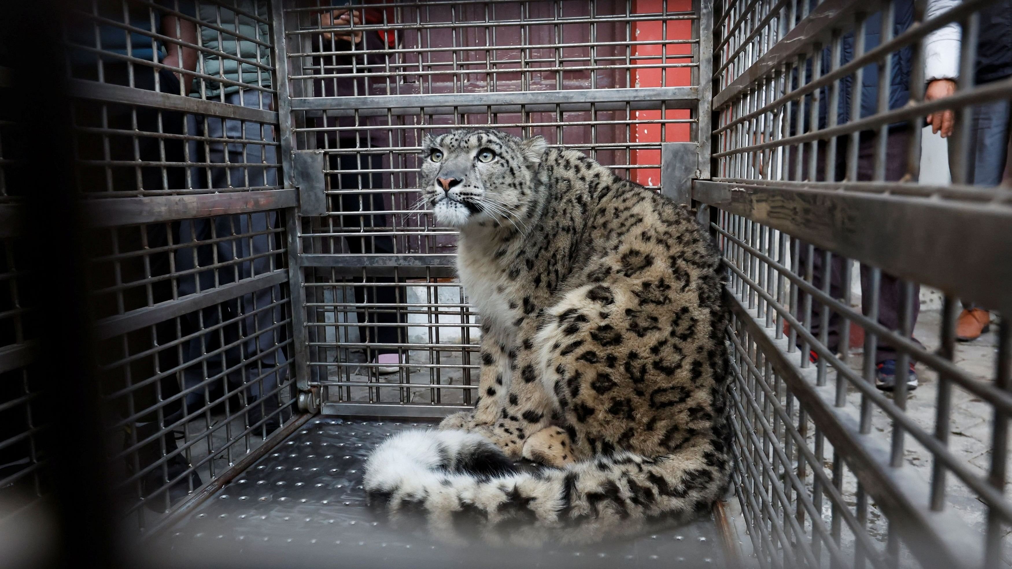 <div class="paragraphs"><p>A snow leopard sits inside a cage. (Representative image)</p></div>