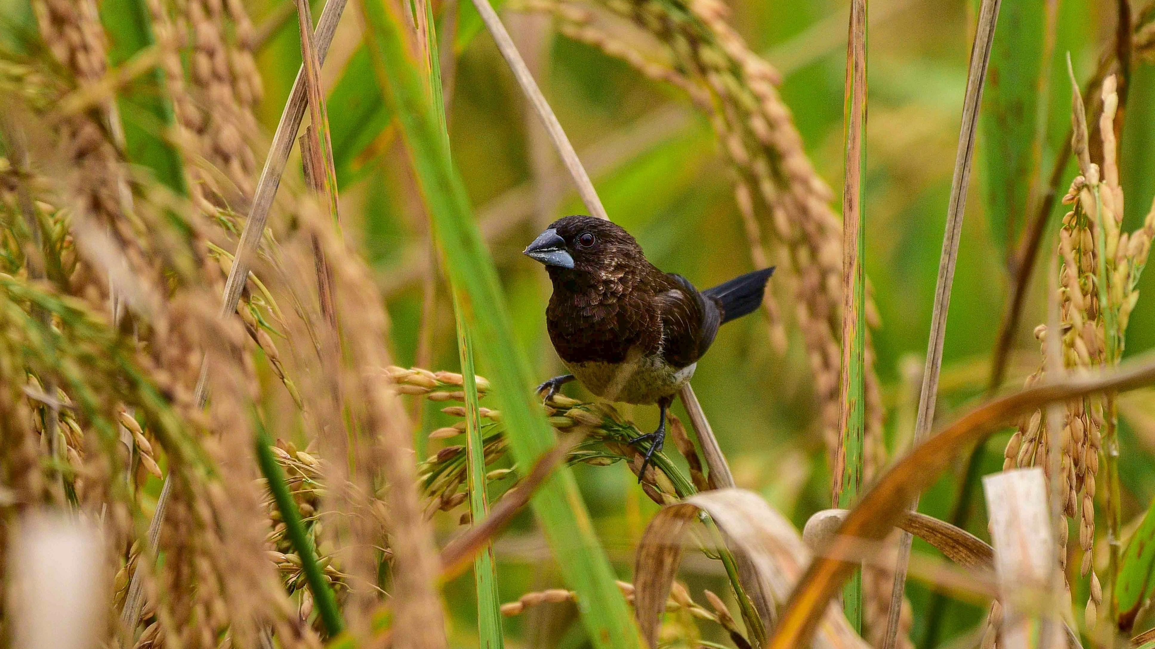 <div class="paragraphs"><p>A munia bird eats rice in a paddy field.</p></div>