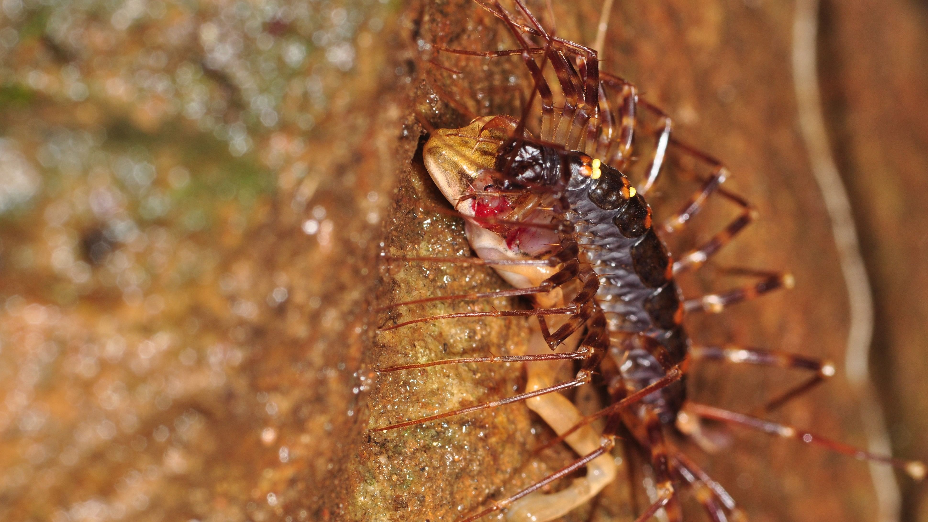 <div class="paragraphs"><p>House centipede eating a froglet. </p></div>