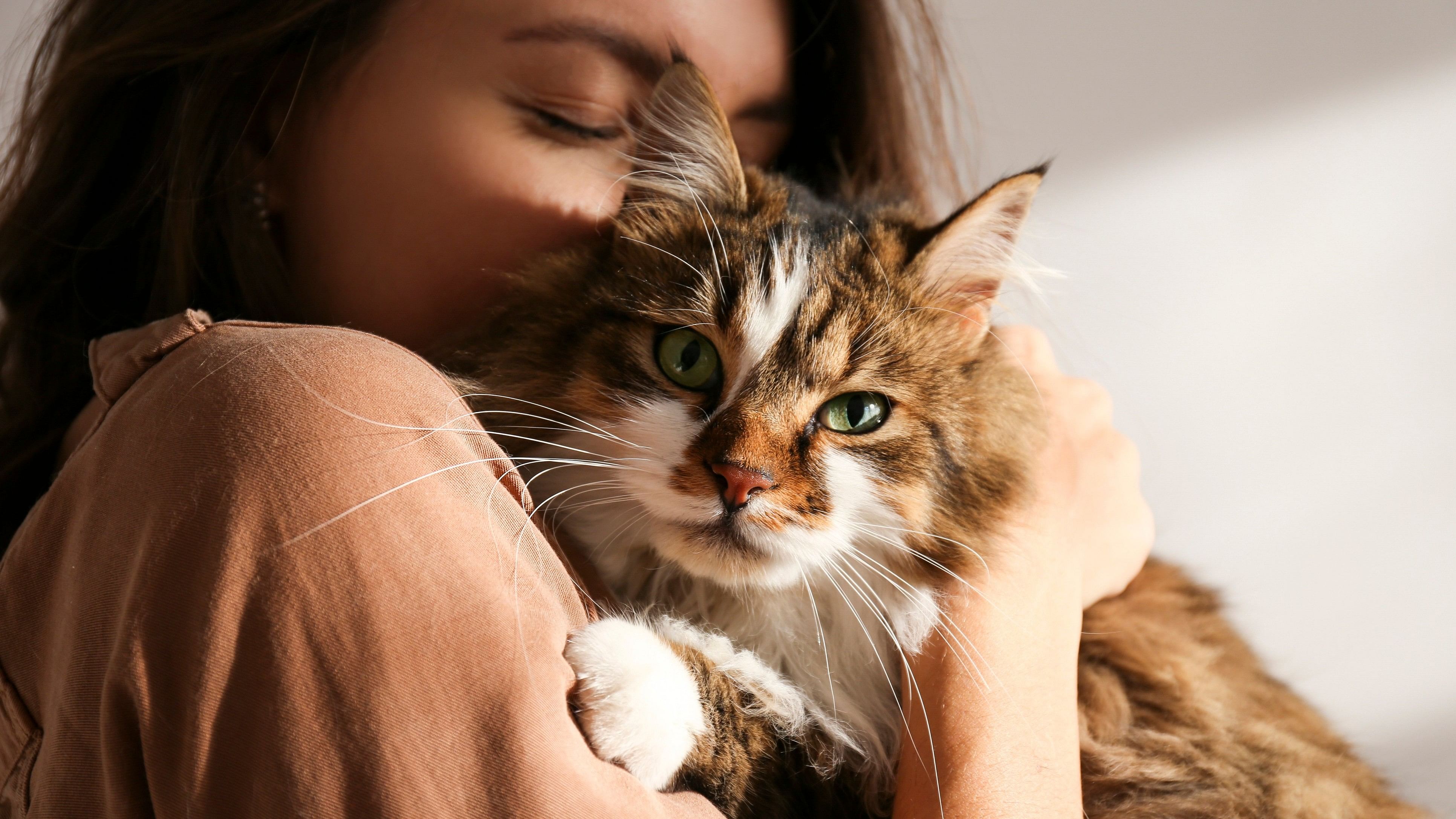 A young woman hugs a Siberian cat. 
