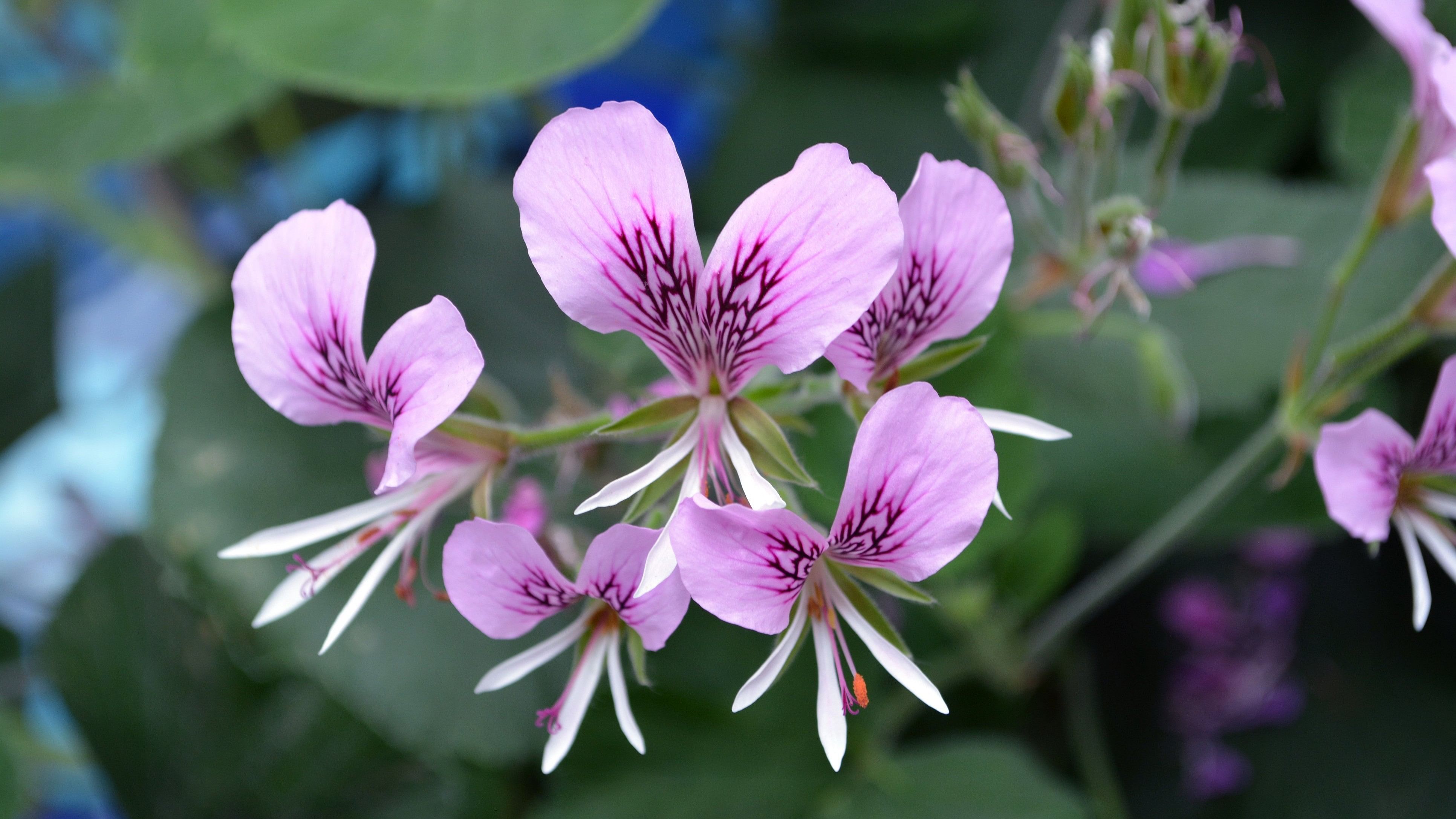 Pink sweet-scented geranium flowers
